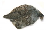 English Partridge complete skin